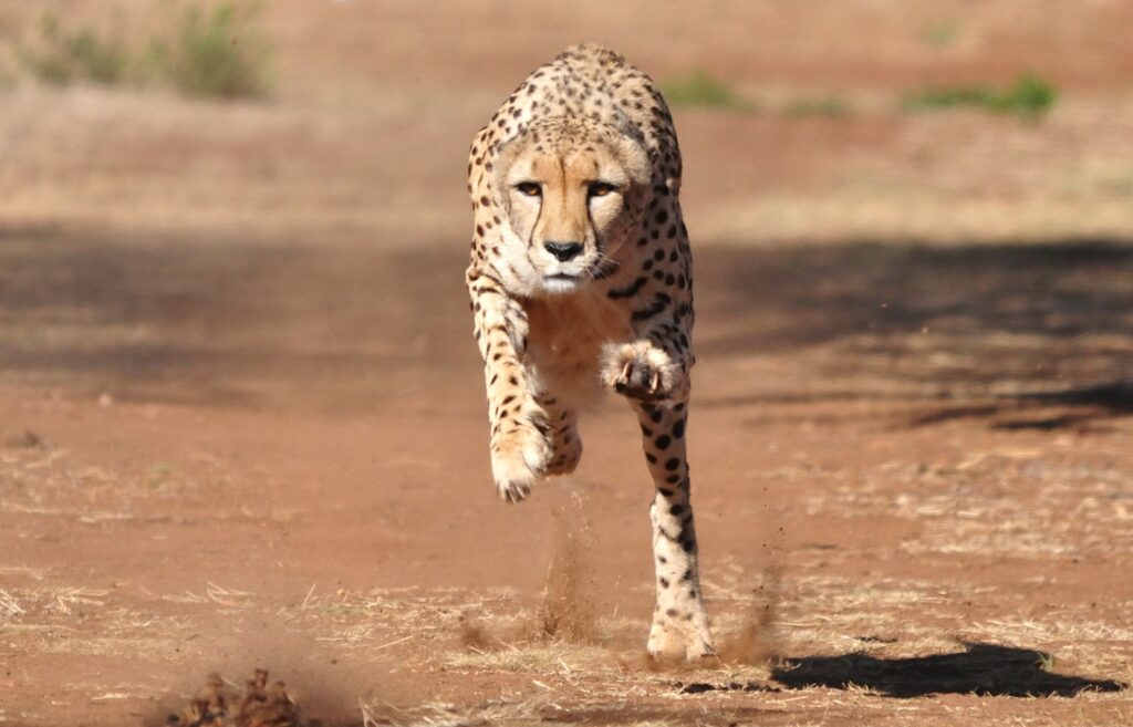 A cheetah running represents the agility a company gains from a strategy network
